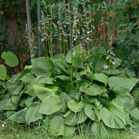 Funkia Hosta Rozdęta  (C2)