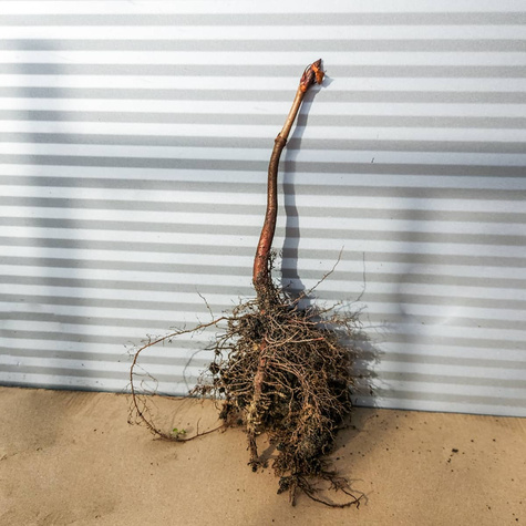 Kasztanowiec zwyczajny Plant Pack