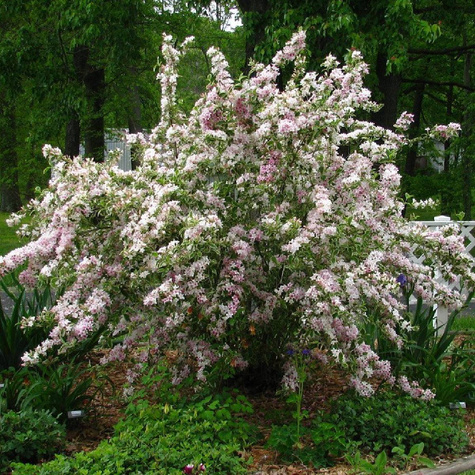 Krzewuszka cudowna Variegata (P9)