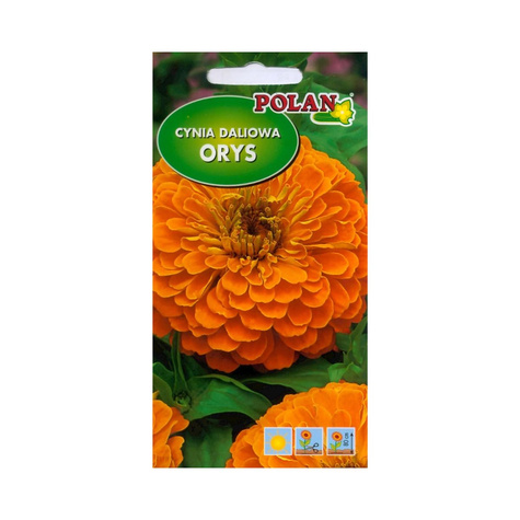 Cynia daliowa Orys pomarańczowa 1g Polan