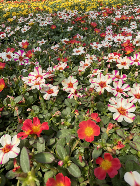 Portulaka zwisająca biało-purpurowa