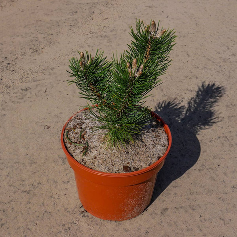 Sosna czarna Oregon Green szczepiona