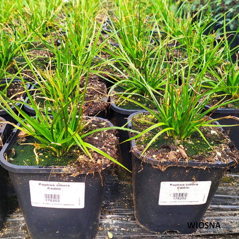 Papirus cibora Cedric