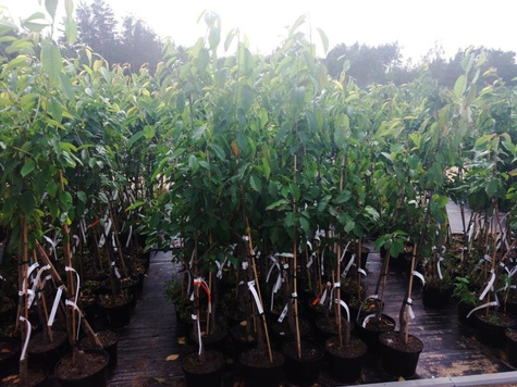 Wiśnia Lucyna Najlepsza Deserowa w doniczce