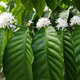 Kawa arabska Coffea arabica 6 szt nasion 