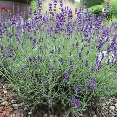 Lawenda wąskolistna Vienco Blue