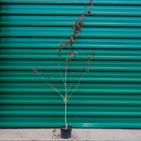 Wiśnia Piłkowana Royal Burgundy Krzaczasta NP