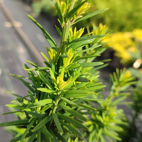 Cis pośredni Wojtek