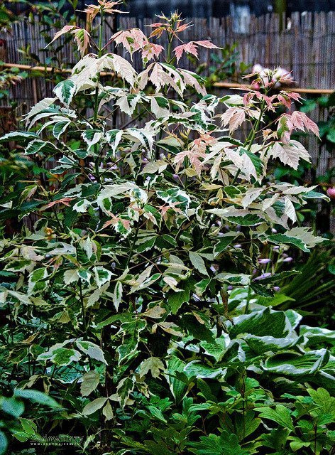 Klon Flamingo forma krzewiasta