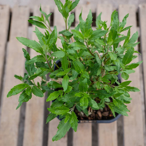 Barbula klandońska Ferndown (P9)