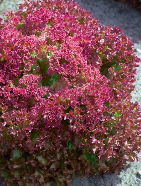 Sałata liściowa Crimson wczesna 1g