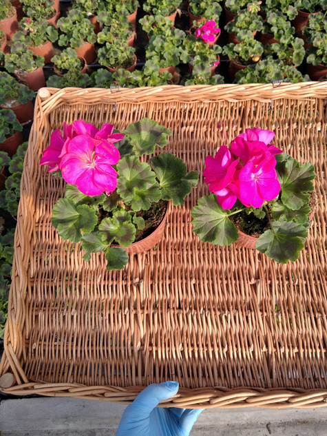 Pelargonia stojąca różowa Piękne sadzonki