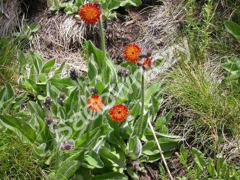 Jastrzębiec pomarańczowy (P9)