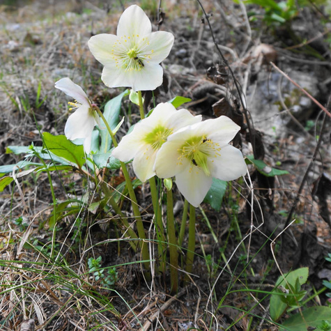 Ciemiernik biały (C2)