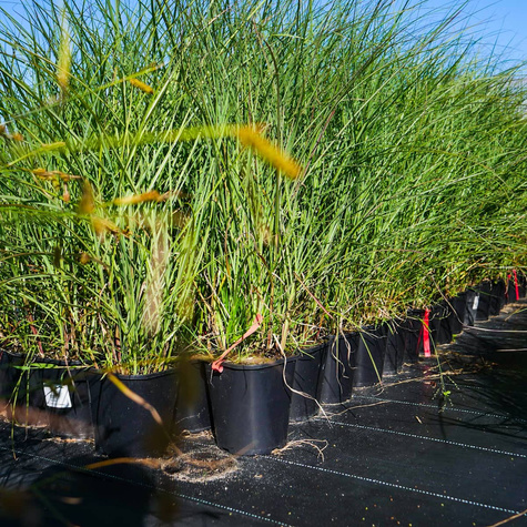 Miskant chiński Yaku Jhima