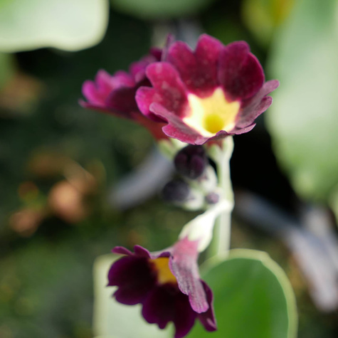 Pierwiosnek omszony (C2)