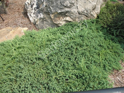 Jałowiec rozesłany Nana