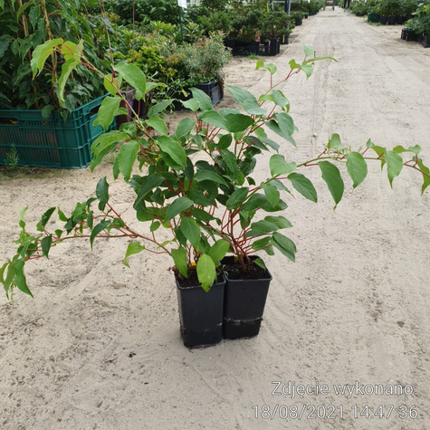 MINI KIWI Aktinidia ostrolistna Hardy Red żeńska