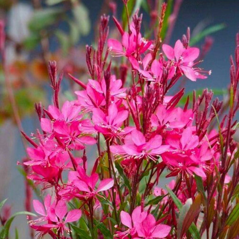 Gaura Gambit Rose (C2)