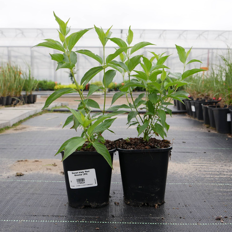 Dereń biały 'Red Gnome' (C2)