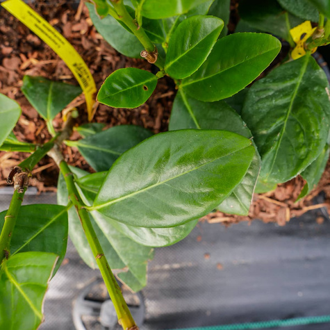 Laurowiśnia wschodnia Novita odporna na mróz (C2)