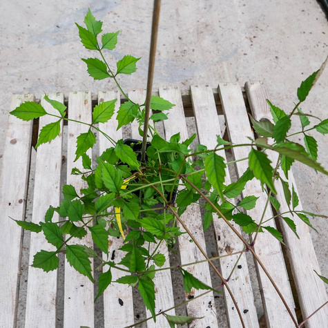 Milin amerykański Gabor (C2)