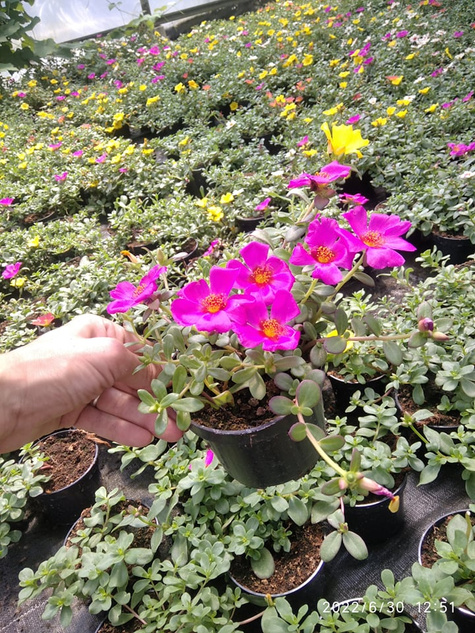 Portulaka zwisająca Mix kolorów