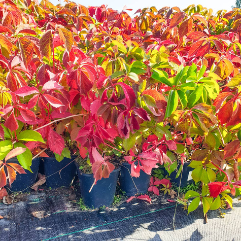 Winobluszcz zaroślowy pięciolistkowy Miododajny doniczka C2