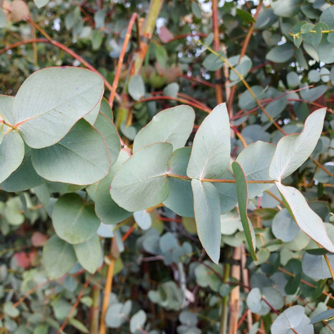 Eukaliptus właściwy (10 szt.)