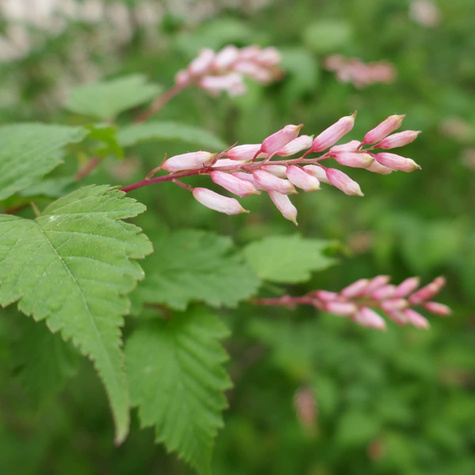 Tawulec pogięty Tanaki (C2)