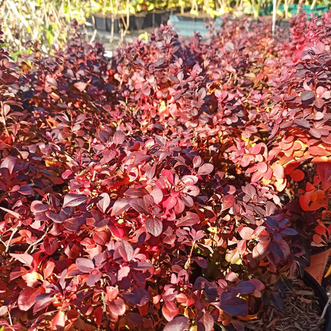 Berberys Thunberga Concorde (C2)