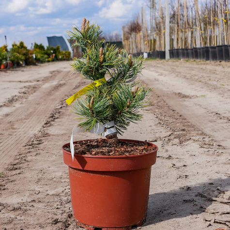 Sosna drobnokwiatowa Dai-ho