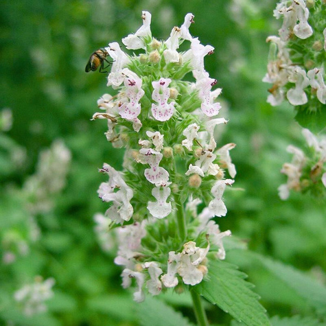 Kocimiętka Faassena Alba (C2)