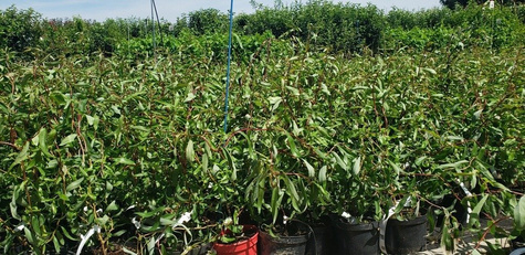 Wierzba purpurowa nana