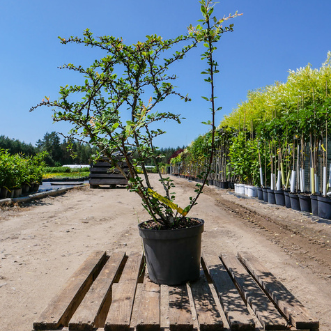 Berberys thunberga Smaragd