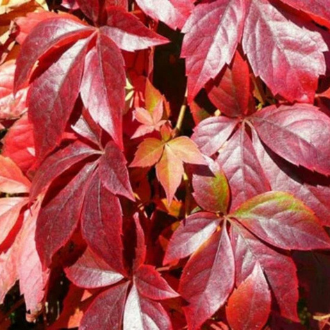 Winobluszcz Engelmanii