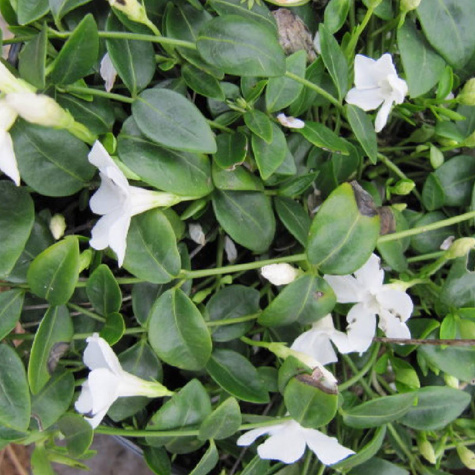 Barwinek pospolity Gertrude Jekyll (C2)