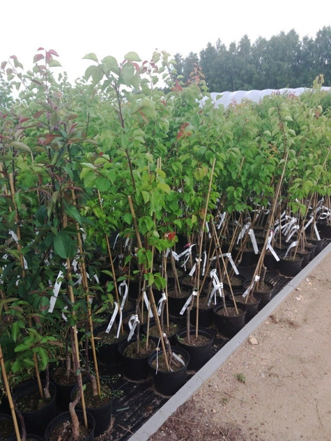 Orzech włoski w doniczce