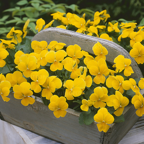 Bratek Bratki Fiołek ogrodowy drobnokwiatowy żółty sadzonka w doniczce