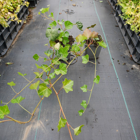 Bluszcz pospolity (P9)