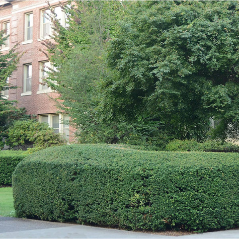 Ostrokrzew bukszpanowy karbowanolistny Convexa (C2)