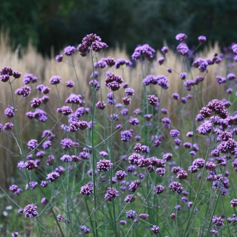 Werbena patagońska Violetta (C2)