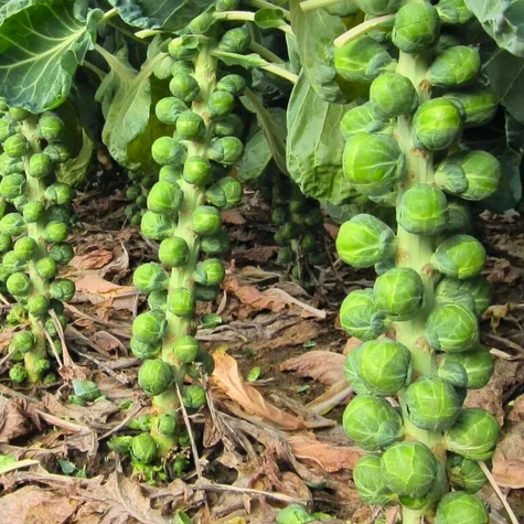 Kapusta brukselska Dolores średniowczesna 0,5g