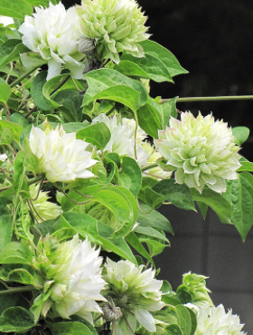 Powojnik Clematis wielkokwiatowy pełny Duchness of Edinburgh