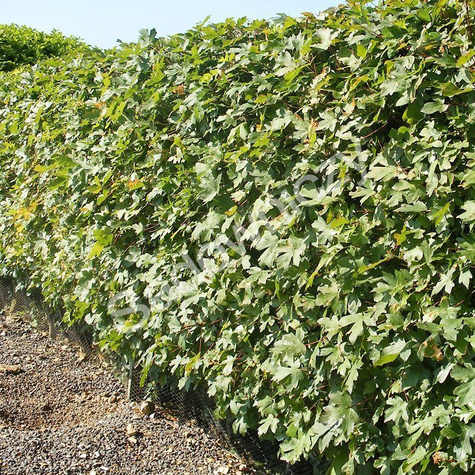 Klon polny obw. 14-16cm