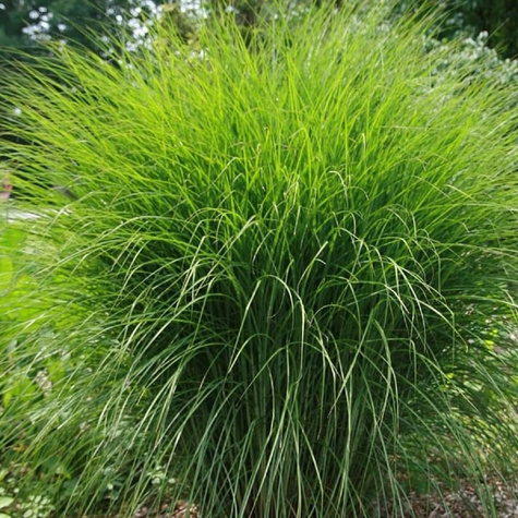 Miskant chiński Gracillimus (C2)