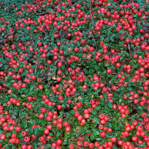 Irga szwedzka Coral Beauty miododajna (C1.7)