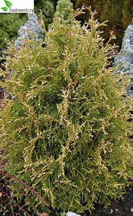 Thuja Tuja Żywotnik zachodni Stolvijk (C2)