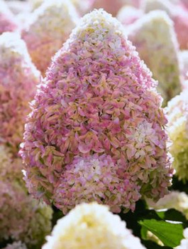 Hortensja bukietowa Summer Love (C2)