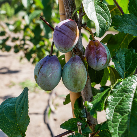 Śliwa Presenta Plant Pack